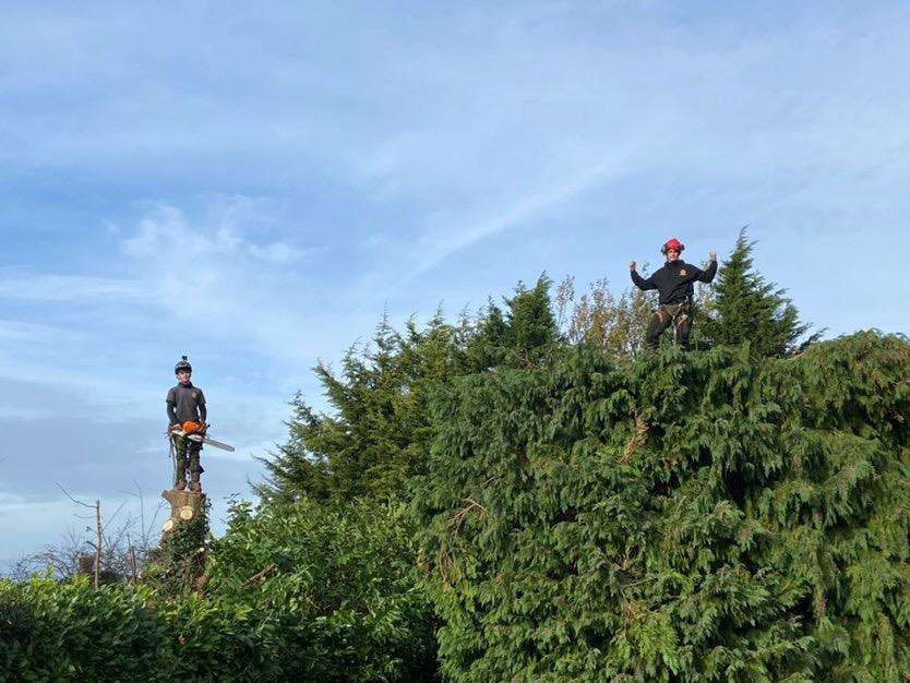 treereduction