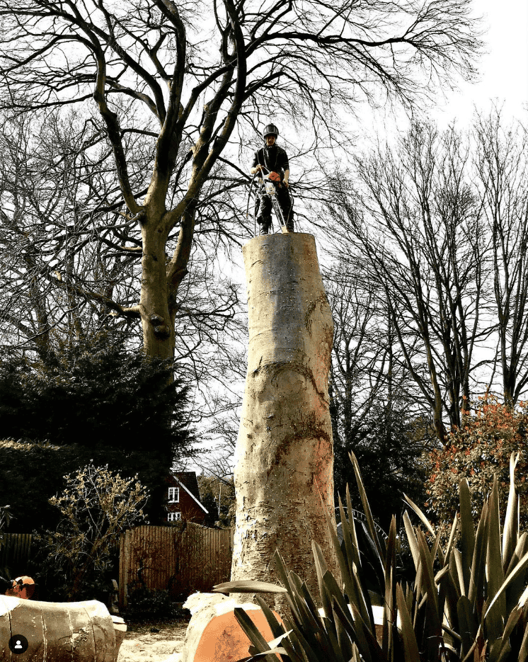 big_tree_trunk